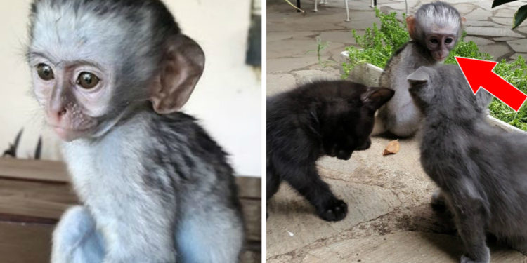 Quel est la famille des singe ?