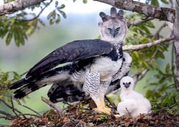 Comment s'appelle les griffes de l'aigle ?