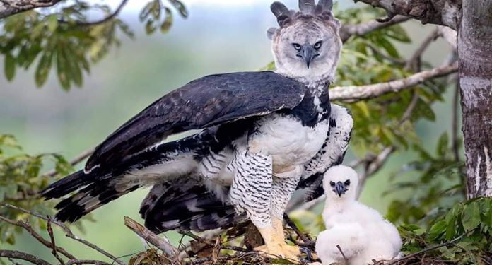 Comment s'appelle les griffes de l'aigle ?