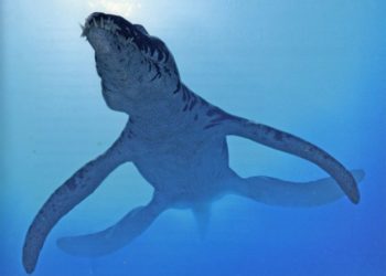 Quel est le plus grand reptile marin ?