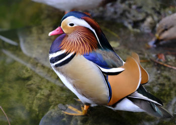 Quel est le plus beau canard ?