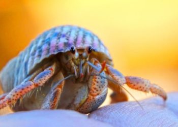 Où vivent les crabes ?