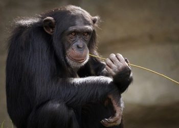 Quel est le plus grand singe ?