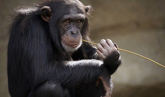 Quel est le plus grand singe ?