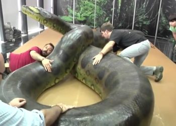 Quel est le plus grand sauropode du monde ?