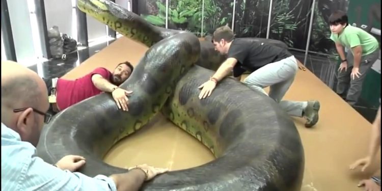 Quel est le plus grand sauropode du monde ?