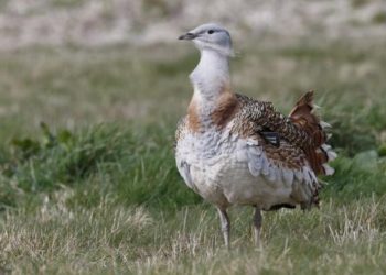 Quel oiseau volant est le plus lourd ?