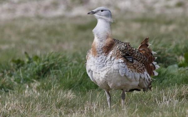 Quel oiseau volant est le plus lourd ?