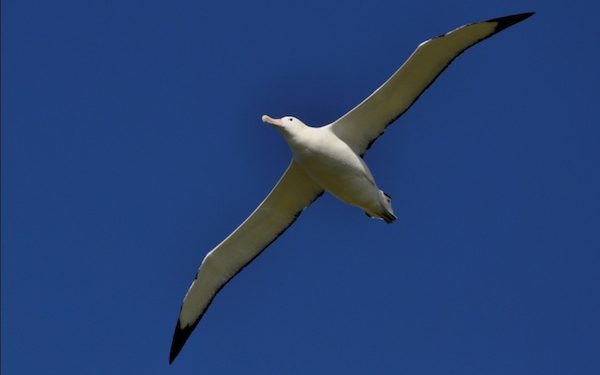Quel est l'oiseau qui a le plus d'envergure ?