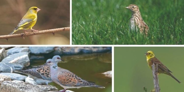 Quelles sont les classes d'oiseaux ?