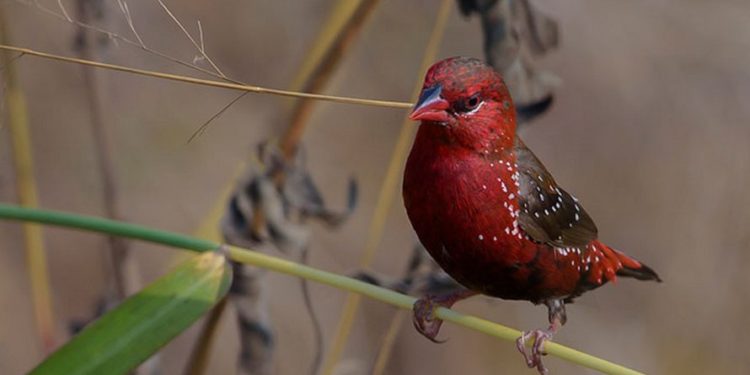 Quel oiseau ressemble à un aigle ?