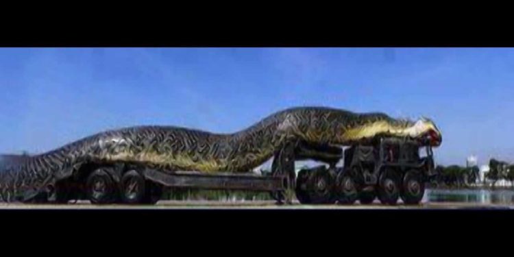 Quel est le plus grand orque au monde ?