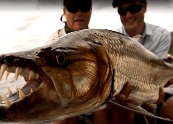 Quel est le plus gros poisson jamais pêche ?