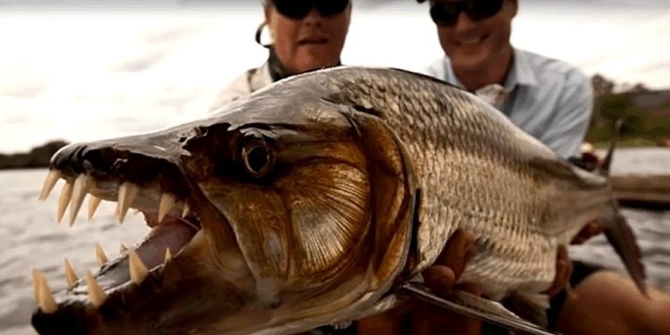 Quel est le plus gros poisson jamais pêche ?