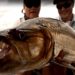 Quel est le plus gros poisson jamais pêche ?