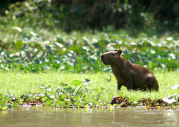 Quel est le plus gros rongeur d'Amérique du Sud ?
