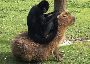 Pourquoi les capybara ?