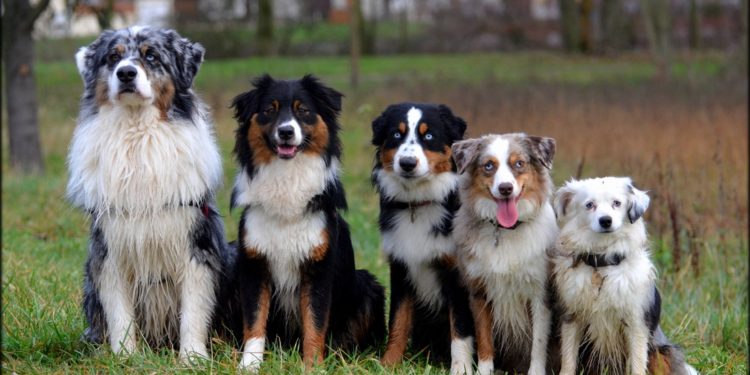 Quelle différence entre un yorkshire toy et nain ?