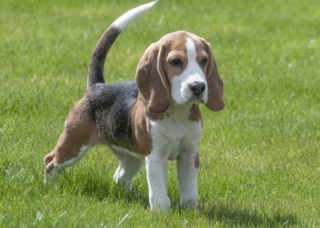 Est-ce que le beagle est un chien de chasse ?