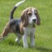 Est-ce que le beagle est un chien de chasse ?