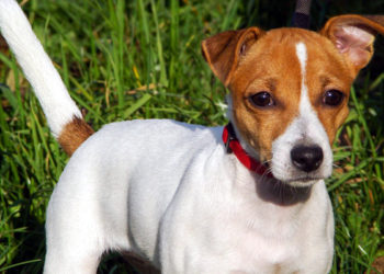 Quel chien reste petit toute sa vie ?