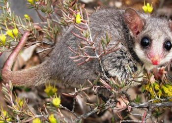 Quel est le mammifère le plus petit du monde ?