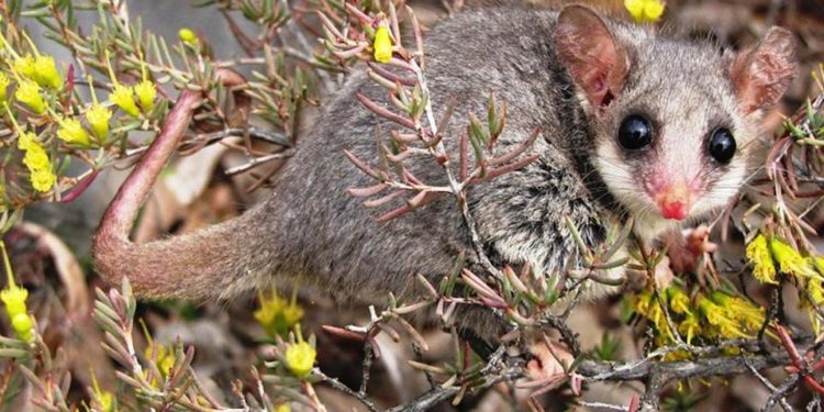 Quel est le mammifère le plus petit du monde ?