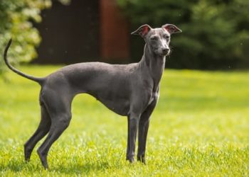 Quelle est la plus petite race de chien ?