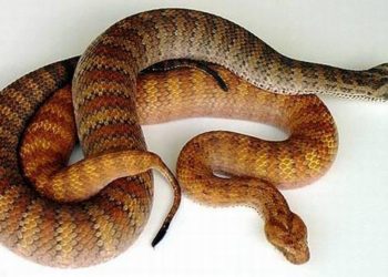 Quel est le lapin le plus dangereux au monde ?