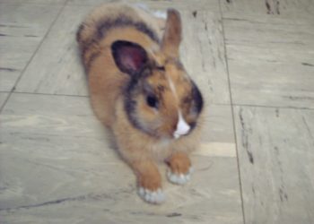 Quand un lapin bélier atteint sa taille adulte ?