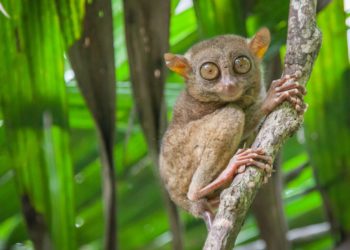 Est-ce que le tarsier à un coccyx ?