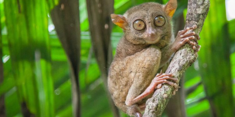 Est-ce que le tarsier à un coccyx ?