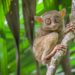 Est-ce que le tarsier à un coccyx ?