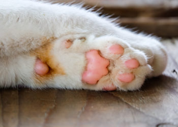 Quelle race de chat a des poils sous les pattes ?