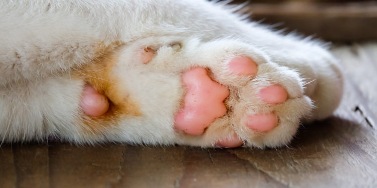 Quelle race de chat a des poils sous les pattes ?