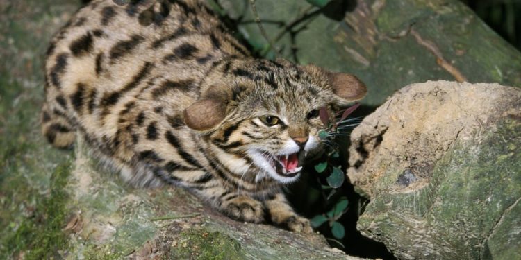 Quel est le félin le plus ?