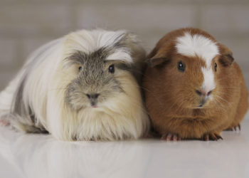 Où mettre son cochon d'Inde mort ?