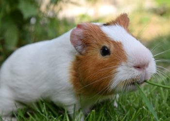 Comment savoir si son cochon d'Inde est en fin de vie ?