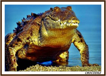 Quel est le plus vieux des dinosaures ?