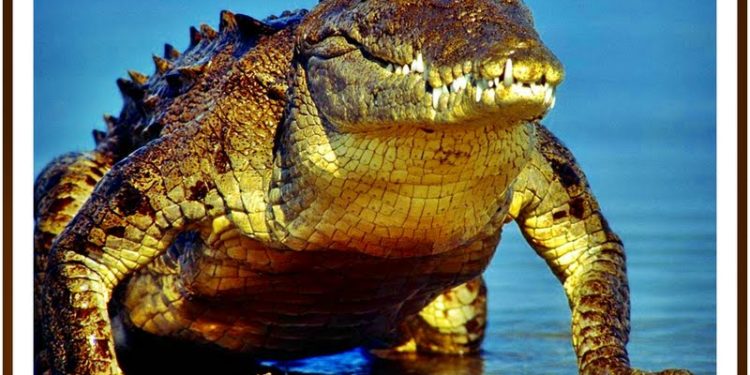 Quel est le plus vieux des dinosaures ?