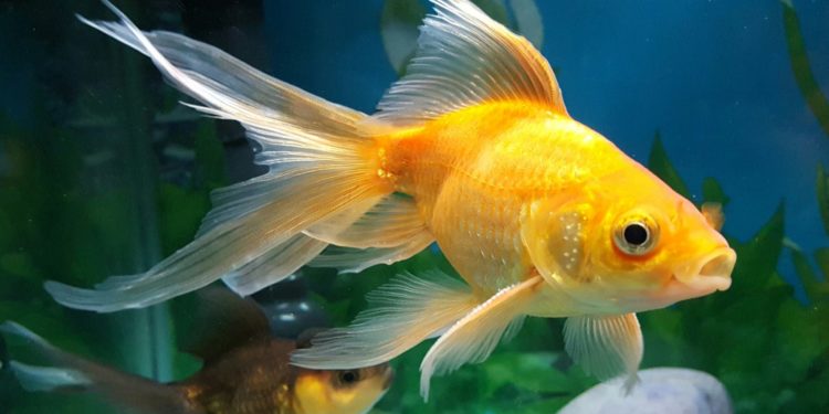 Comment reconnaître les poissons ?