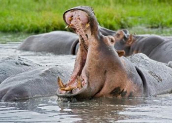Pourquoi les hippopotames sont dangereux ?