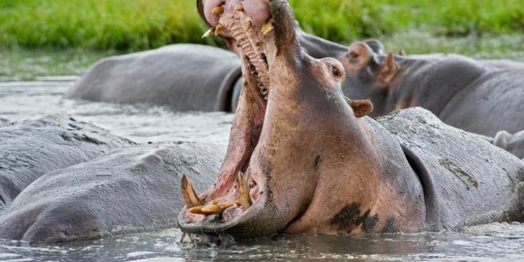 Pourquoi les hippopotames sont dangereux ?