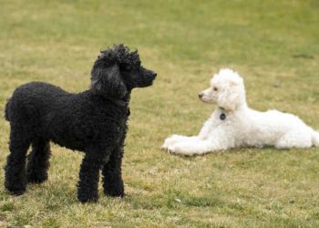 Quelle est la taille d'un caniche nain ?