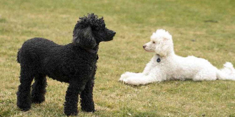 Quelle est la taille d'un caniche nain ?