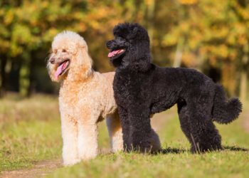 Quel est le prix d'un caniche royal ?