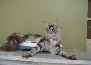 Quel est le poids d'un Maine Coon de 3 mois ?