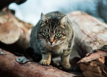 Est-ce que le chihuahua est intelligent ?