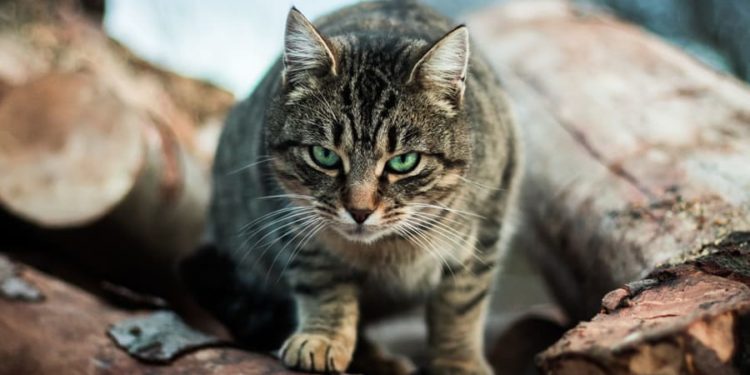 Est-ce que le chihuahua est intelligent ?