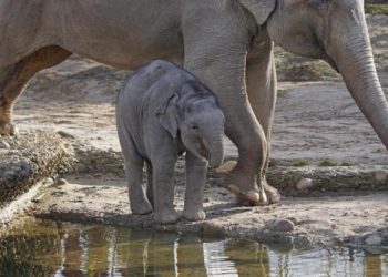 Quel est le poids d'une trompe d'éléphant ?